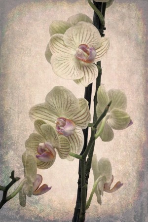 Orchid 2